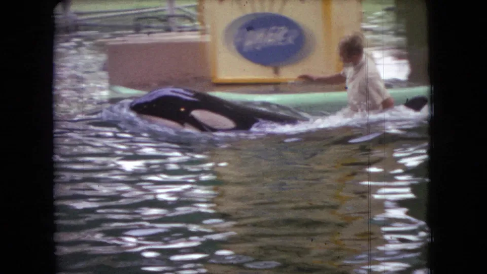 1966 Ohio 8mm frame showing an orca and trainer moving through a pool beside a partially visible blue sign in the background.