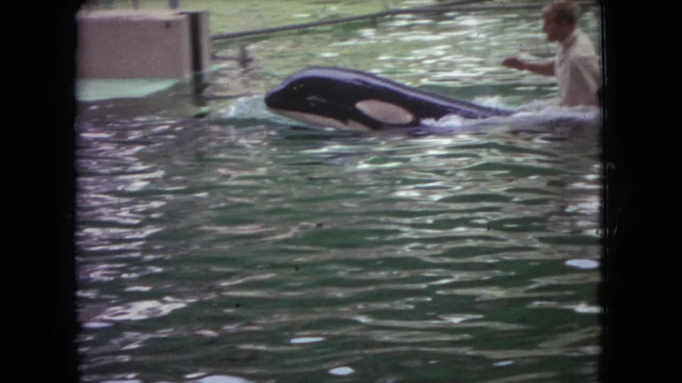 1966 Ohio home-movie frame of an orca swimming through green-tinted pool water as the trainer appears partly cropped at the right edge.