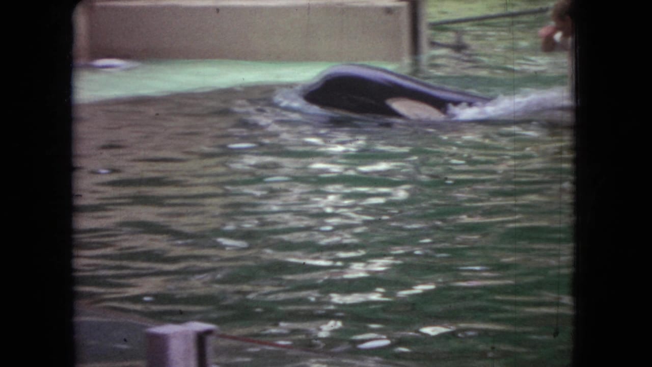 1966 Ohio home-movie frame showing an orca near the surface of a greenish indoor aquarium tank, viewed through a glass barrier.