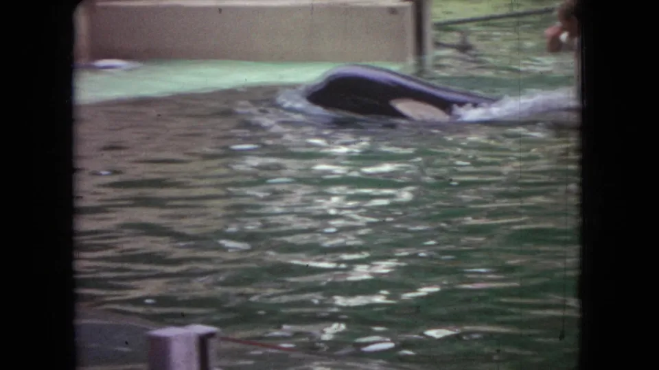 1966 Ohio home-movie frame showing an orca near the surface of a greenish indoor aquarium tank, viewed through a glass barrier.