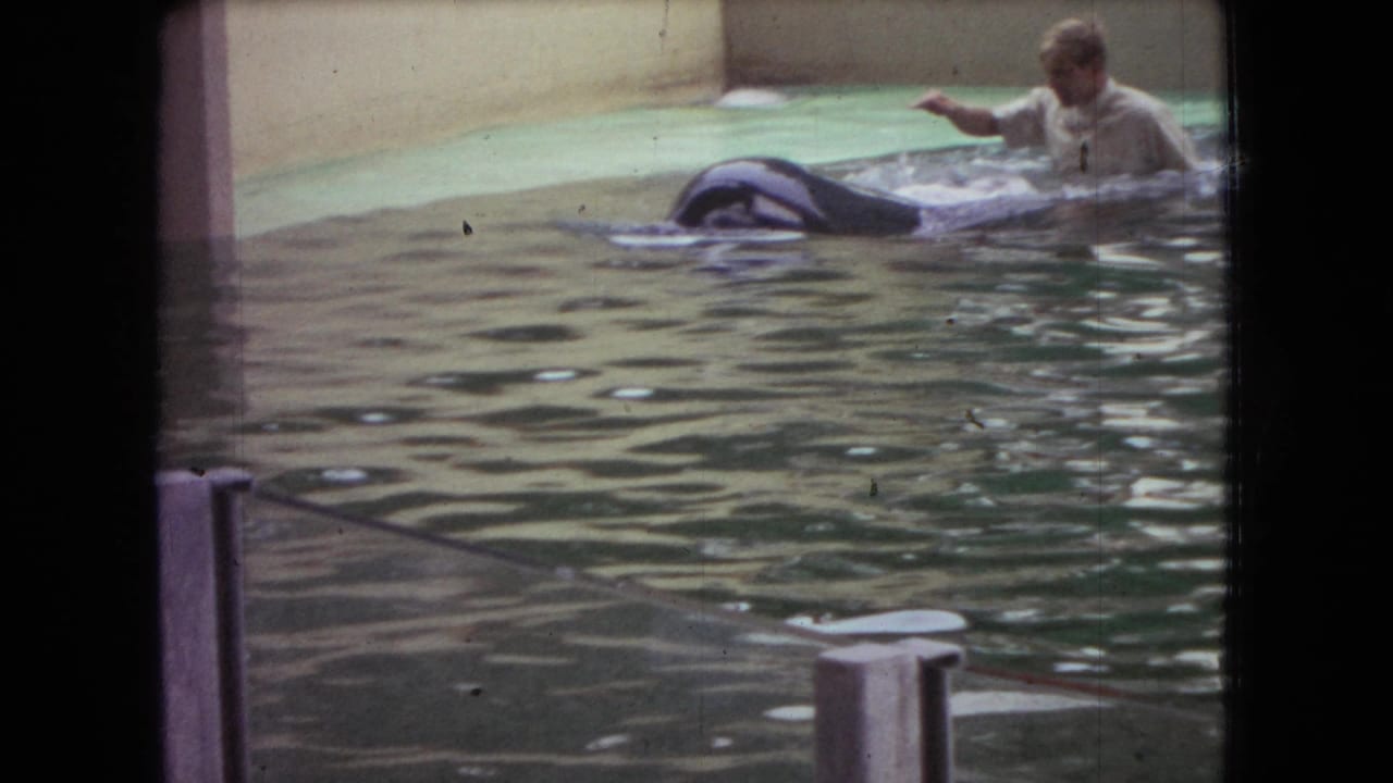 Trainer in a light shirt reaches toward an orca in a small tank.