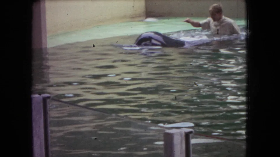 1966 Ohio footage shows a light-shirted trainer at the tank edge reaching toward an orca swimming near the surface.
