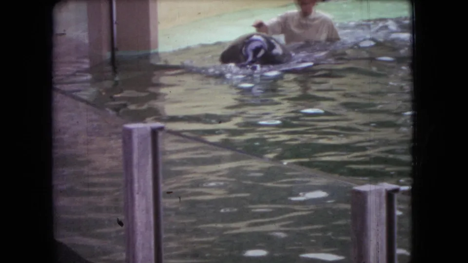 Home-movie frame from Ohio in 1966 showing an orca beside a trainer, with glass reflections and metal posts between the camera and tank.