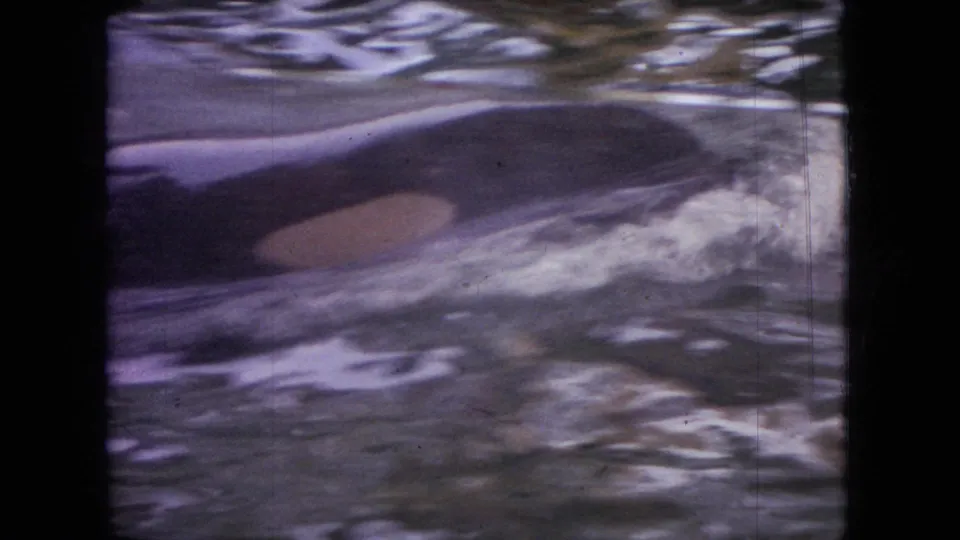 Close 8mm frame of a black-and-white orca passing through rippling greenish water inside the aquarium tank.