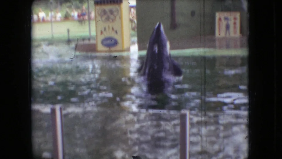 1966 Ohio home-movie frame showing a large marine mammal surfacing upright in an aquarium performance pool, with spectators and show signage behind it.