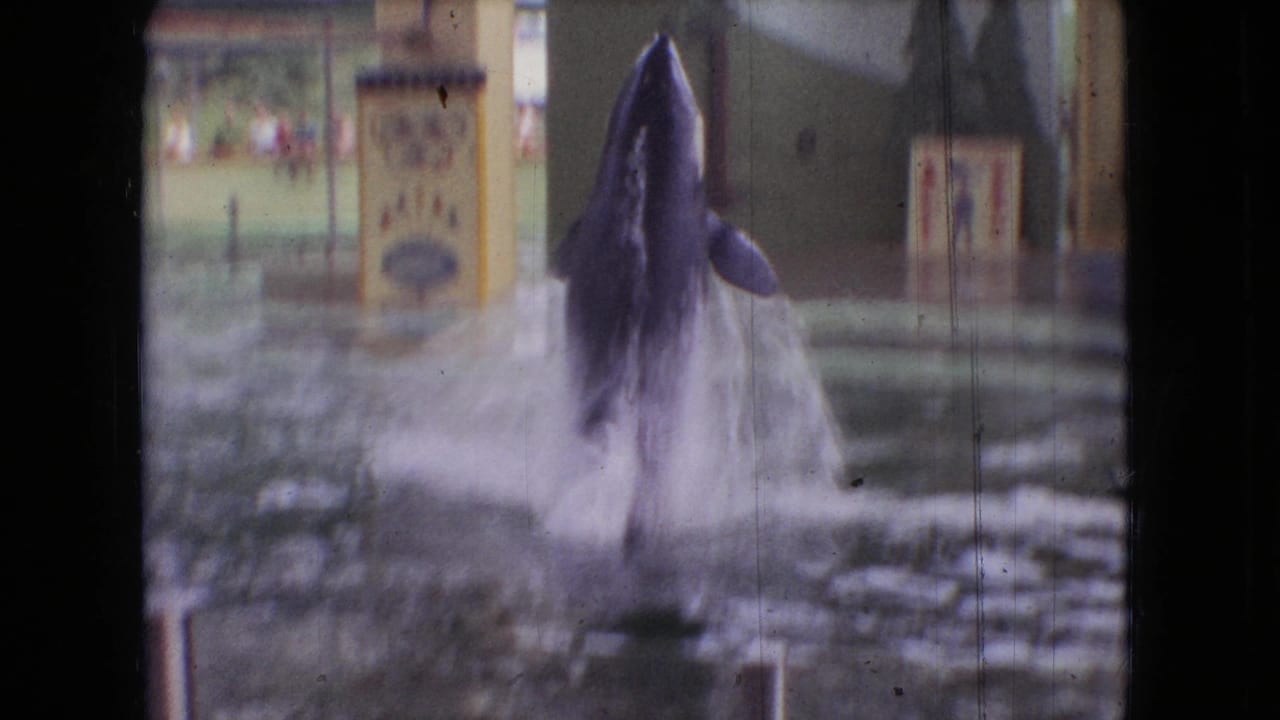 Gray marine mammal rises vertically from the pool toward a yellow ball target.