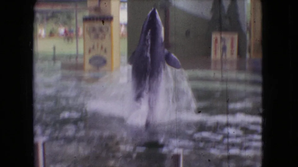 A gray marine mammal jumps high from the aquarium pool toward a suspended yellow target ball during a 1966 Ohio show, seen from the audience side.
