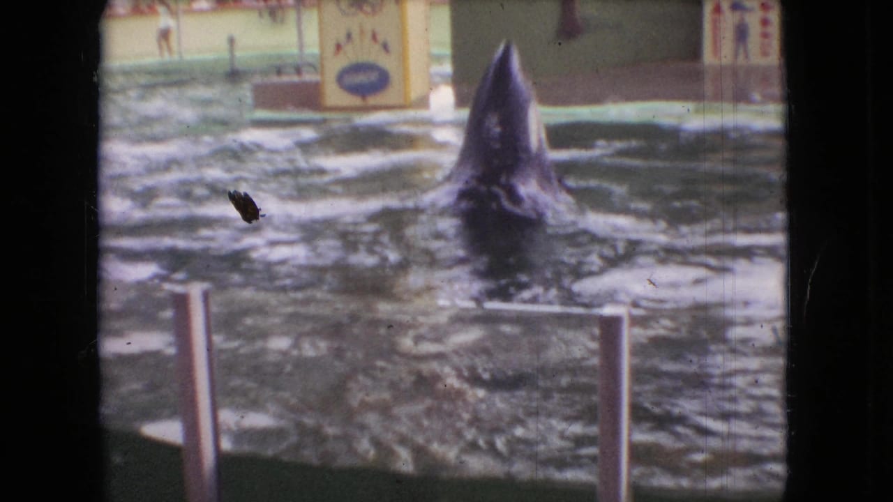 In 1966 Ohio 8mm home-movie footage, a dolphin surfaces or begins a jump in a pool beside low railings, with painted show scenery and distant spectators behind it.