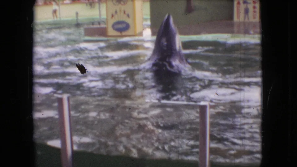 In 1966 Ohio 8mm home-movie footage, a dolphin surfaces or begins a jump in a pool beside low railings, with painted show scenery and distant spectators behind it.