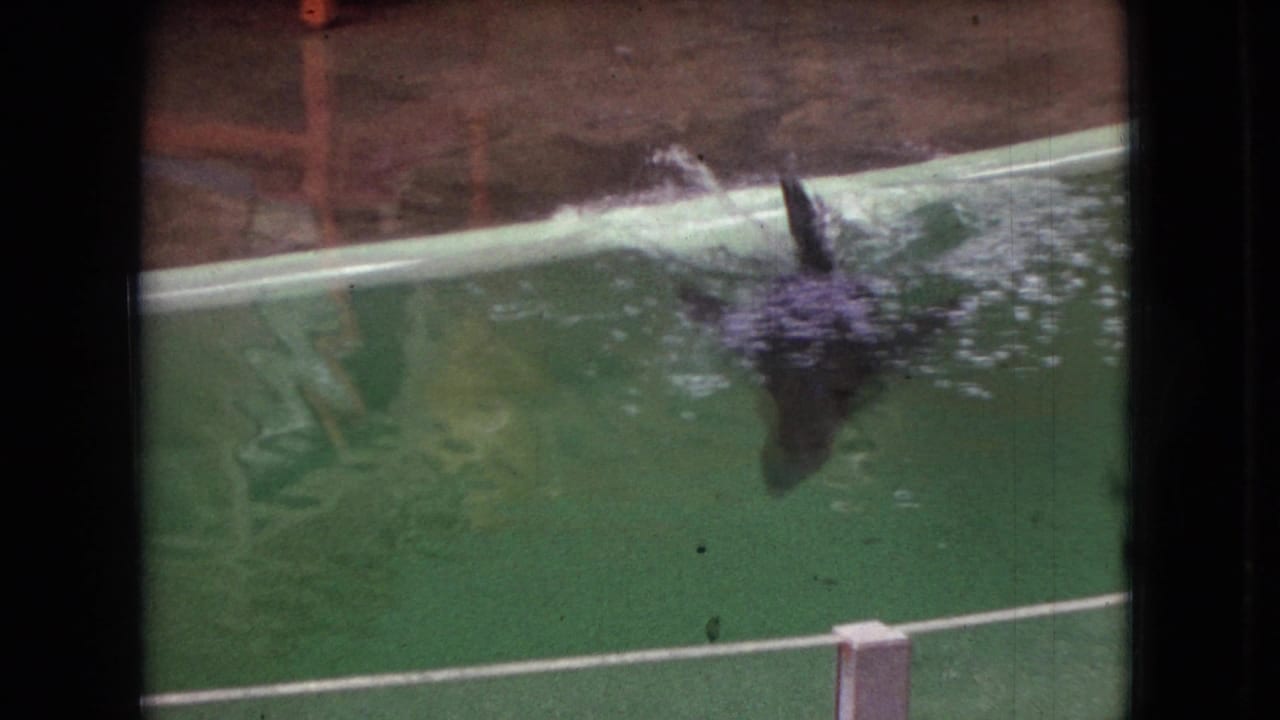 A black sea lion breaks the surface in a green aquarium tank in 1966 Ohio home-movie footage, with a white barrier and dark film border visible.