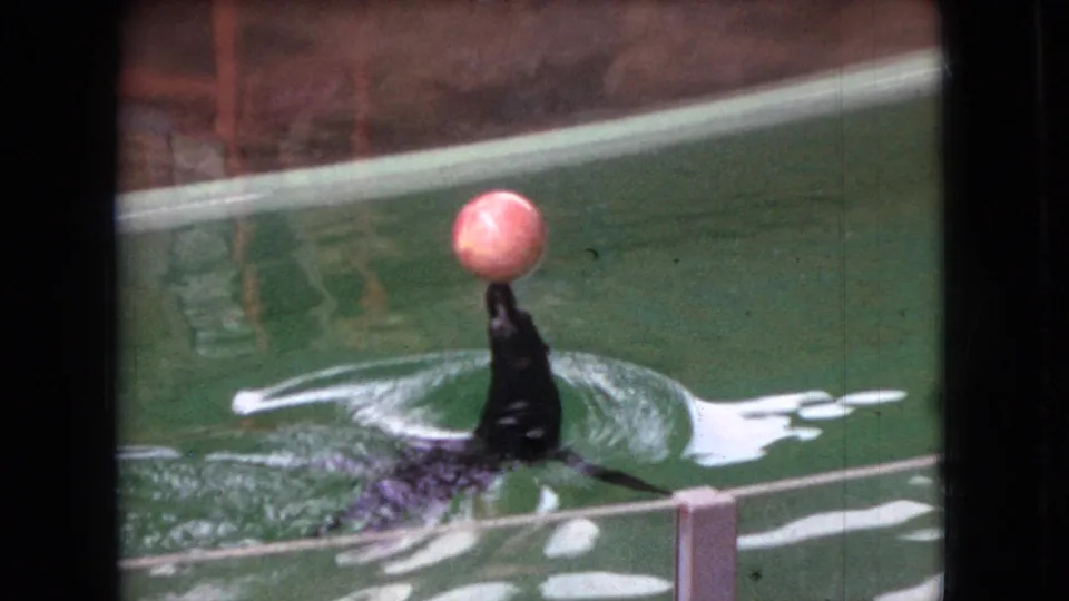 A black sea lion balances a pink ball on its nose in the green aquarium tank, seen through grainy 8mm home-movie framing from Ohio in 1966.