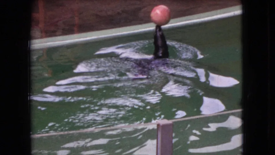 The sea lion continues balancing the pink ball on its nose while partially submerged, with ripples spreading across the green aquarium water and white barriers in view.