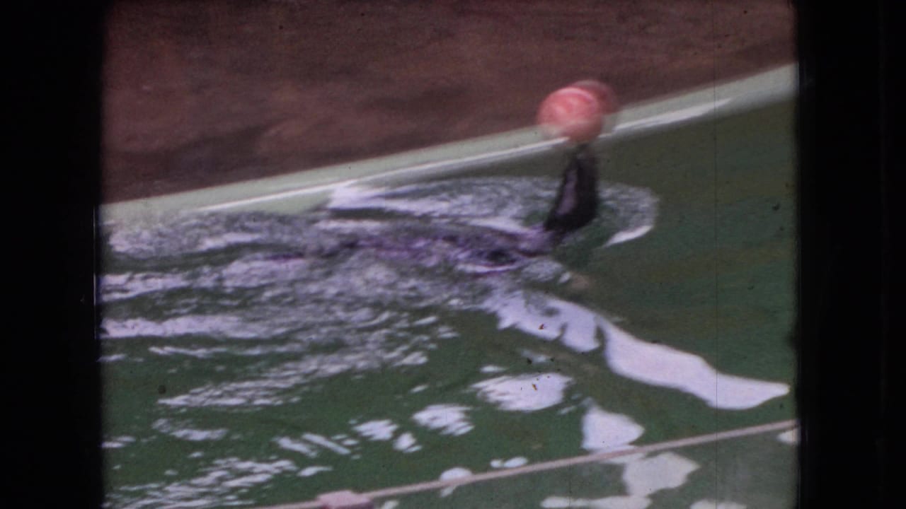 1966 Ohio home-movie frame showing a dark sea lion partly submerged in green-tinted zoo pool water while balancing a pink ball on its nose.