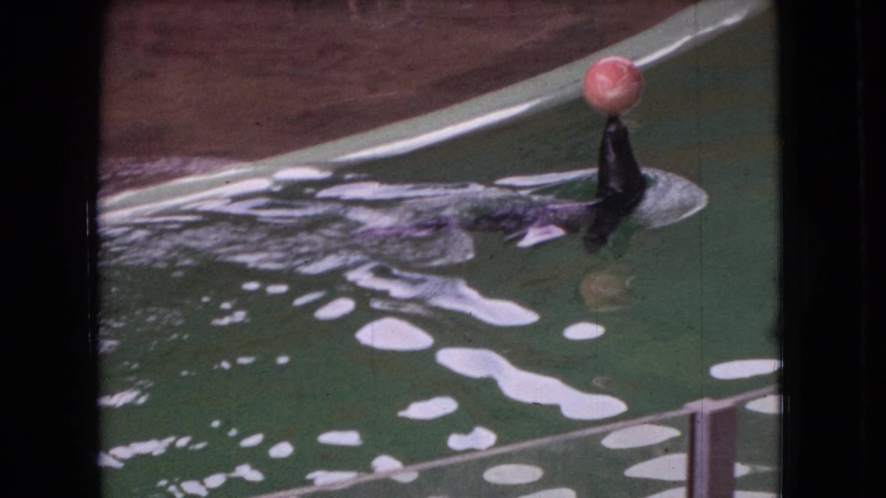 Sea lion swims near the pool edge with a pink ball balanced on its nose.
