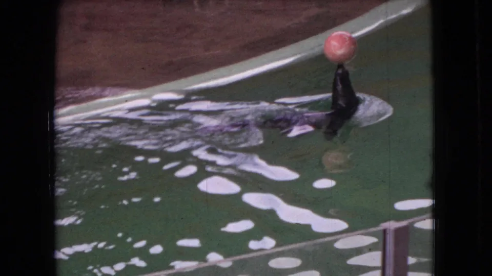 1966 Ohio zoo footage frame with a dark sea lion moving through green pool water, pink ball balanced on its nose, and white foam trailing behind.