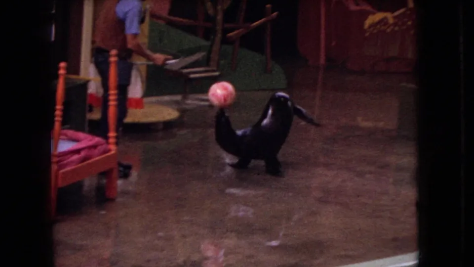 1966 Ohio home-movie frame showing a sea lion on a wet zoo enclosure floor balancing a pink ball, with a trainer partly visible nearby.
