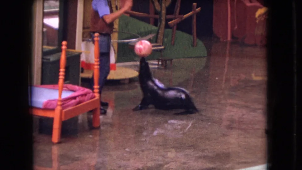 1966 Ohio zoo frame showing a dark sea lion upright on a wet floor with a pink ball balanced on its nose and a trainer partly visible behind it.