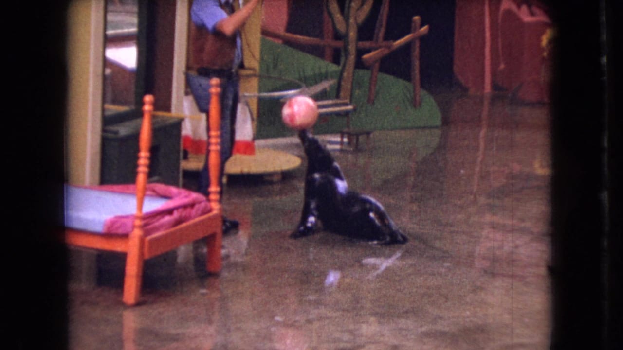In 1966 Ohio home-movie footage, a sea lion balances a pink ball on its nose while a trainer stands nearby in an indoor performance area with a small orange bed prop.