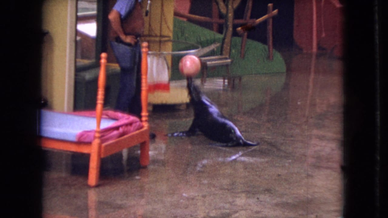 The sea lion continues the balancing trick in the 1966 Ohio indoor arena, with the trainer close by and painted scenery behind the wet performance floor.