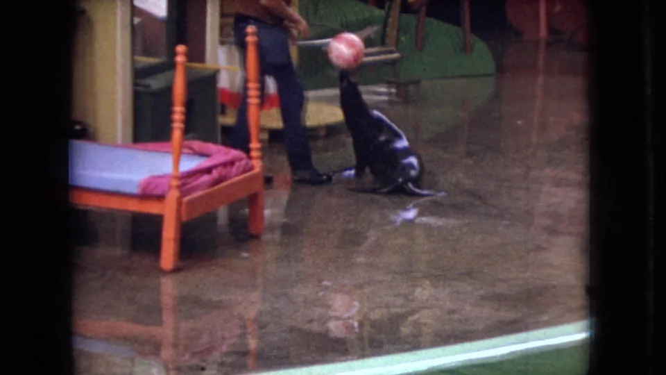 The trained sea lion sits upright near the trainer during the ball-balancing routine, framed by 8mm contact-sheet borders and a small stage-like indoor set in Ohio, 1966.