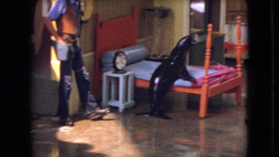 The sea lion appears to climb onto the small orange bed prop as the trainer stands nearby, with a stool, round object, painted wall, and reflective indoor floor visible in the 1966 Ohio footage.
