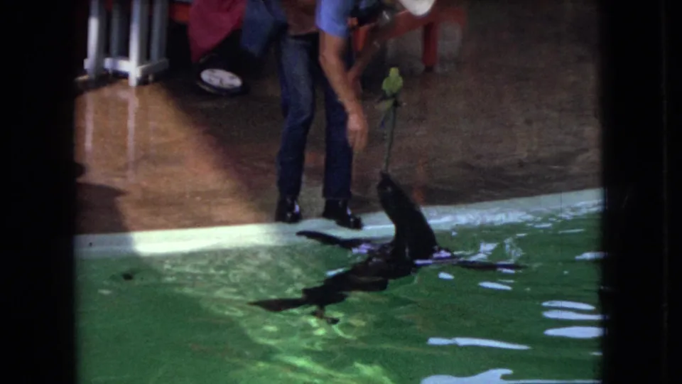 1966 Ohio home-movie frame showing a trainer leaning toward a seal at the pool edge while holding a stick with a small green bird-like prop.