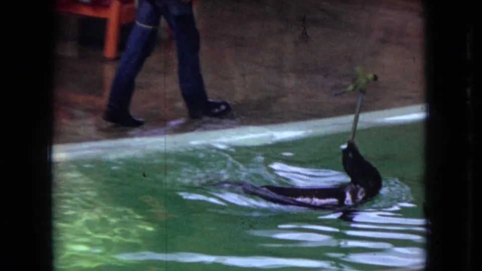 1966 Ohio home-movie frame showing a seal swimming in greenish water while balancing or carrying a stick topped with a green bird-like prop, with the trainer partly visible nearby.
