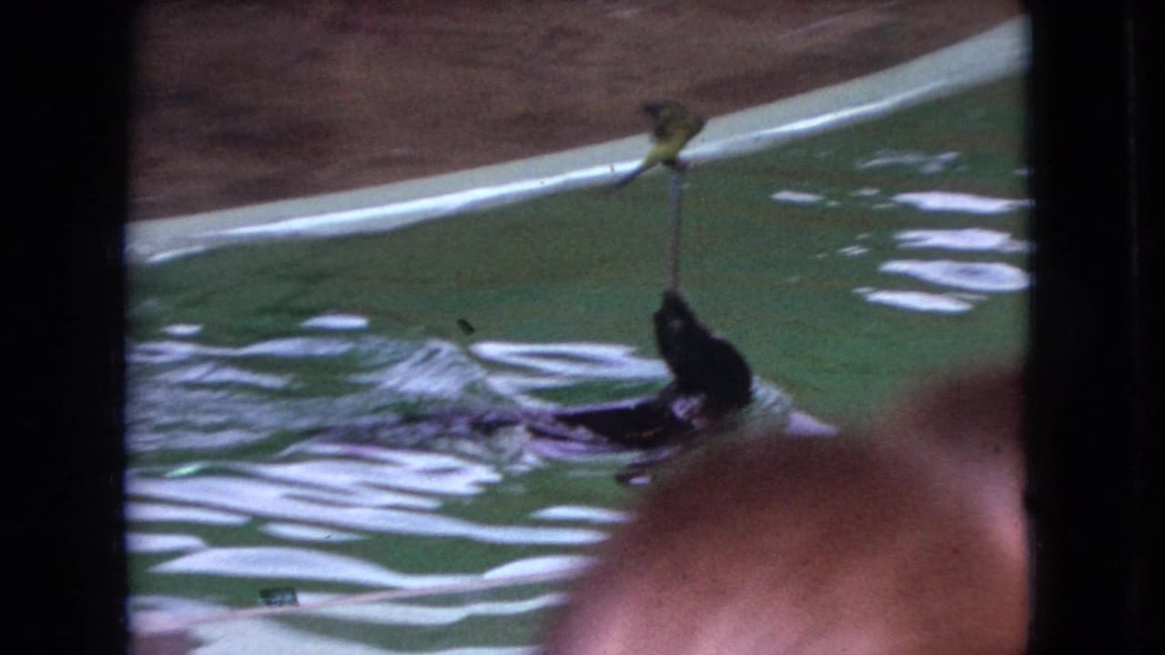 In Ohio 1966 home-movie footage, a dark seal swims through green-tinted pool water while holding a stick topped by a small yellow bird, partly obscured by a spectator head and dark frame divisions.