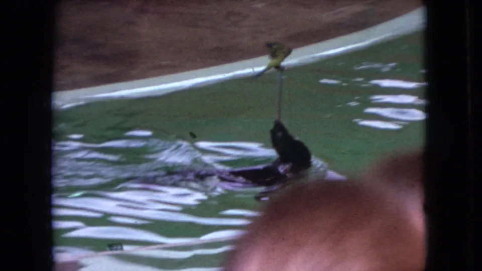 In Ohio 1966 home-movie footage, a dark seal swims through green-tinted pool water while holding a stick topped by a small yellow bird, partly obscured by a spectator head and dark frame divisions.