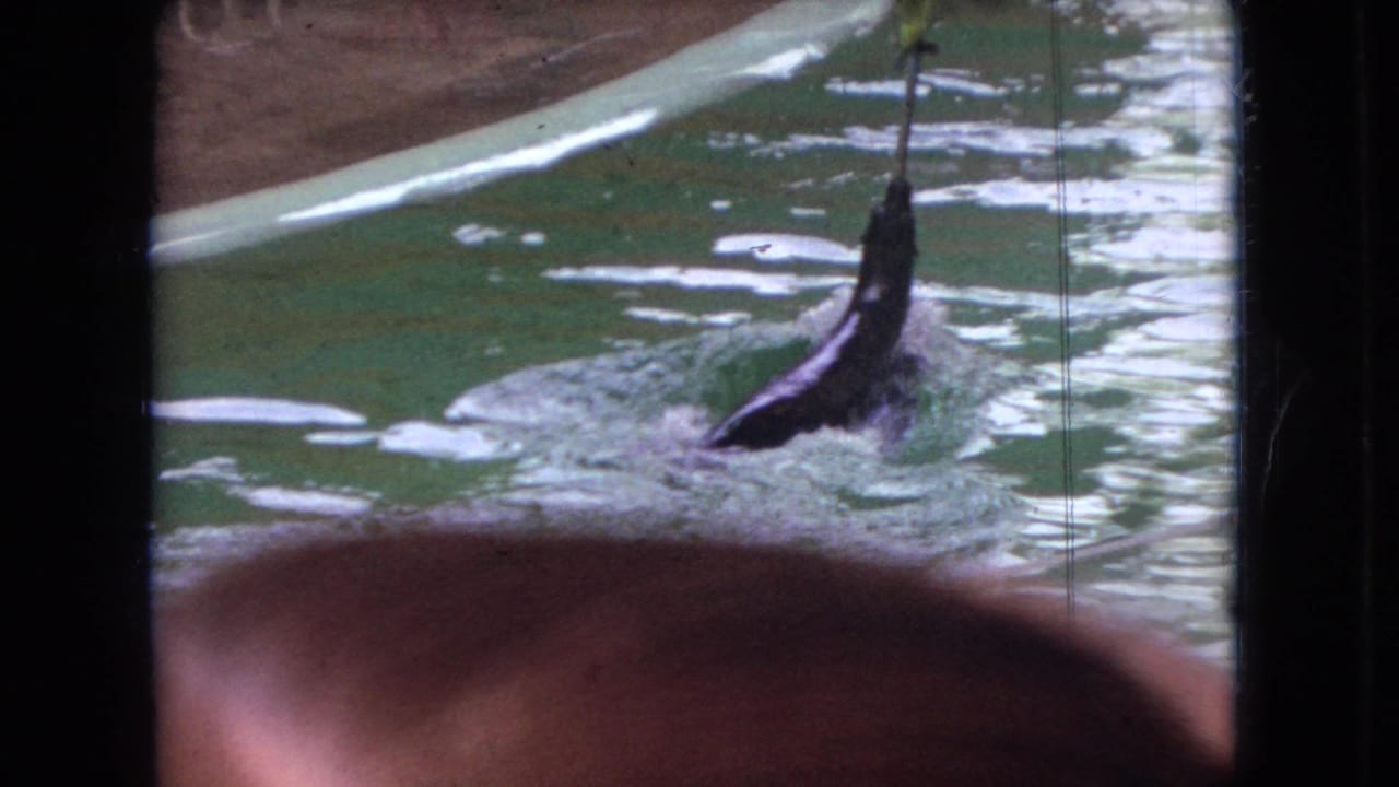 Seal surfacing in rippled pool water with the bird-topped stick held upright.