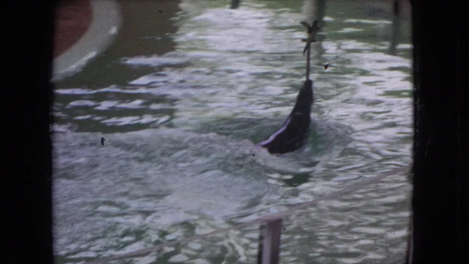 The seal remains upright in the pool, balancing or holding the stick with the small bird at the top, framed through dark 8mm contact-sheet borders and soft foreground obstruction.