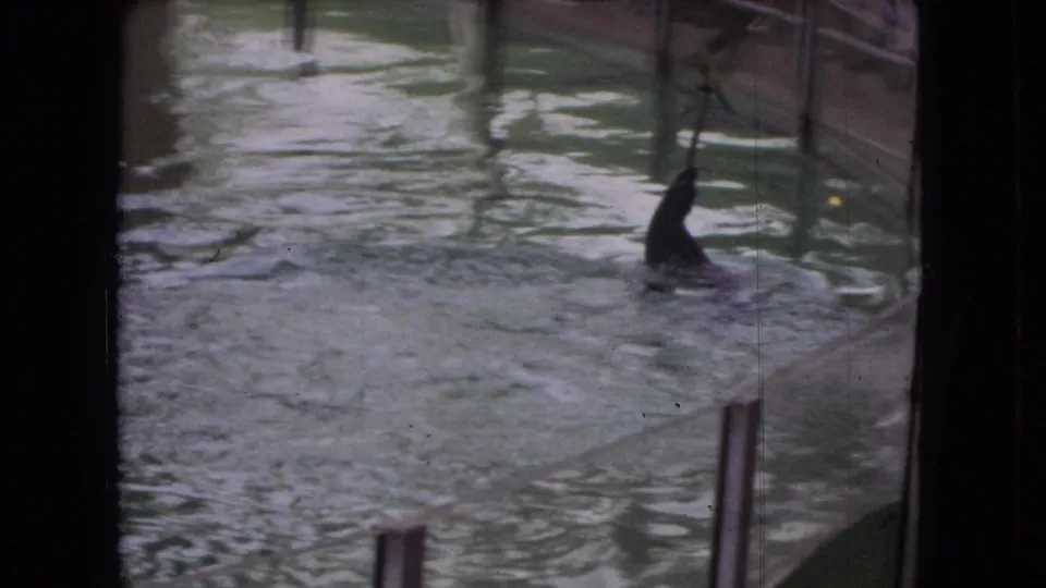 The seal appears farther back in the pool near barrier posts, with the upright stick still visible amid rippled green water and the public-attraction setting suggested by railings and pool edges.