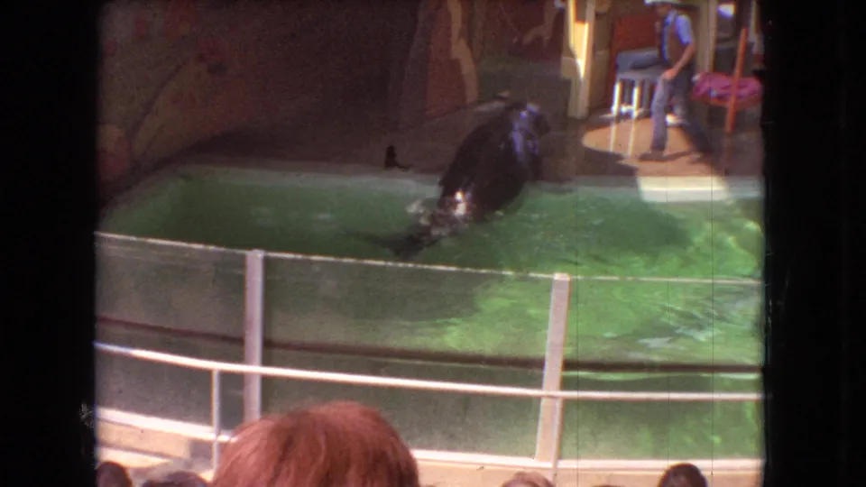 1966 Ohio 8mm frame showing a dark sea lion on or near the pool platform, with white railings, green water, and spectators visible nearby.