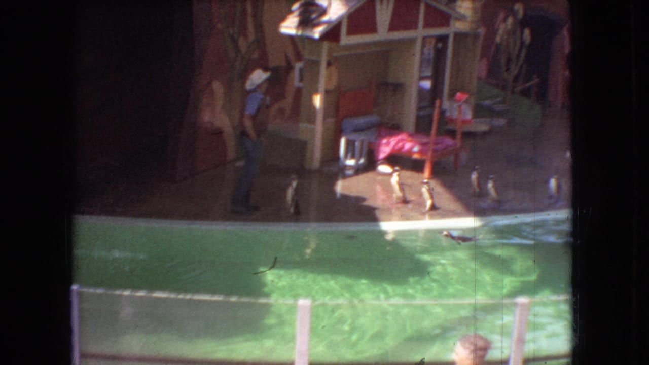 Penguins stand by the pool while a zookeeper moves across the stage.