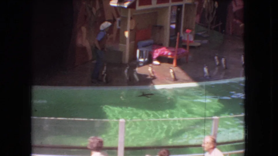 1966 Ohio home-movie frame showing penguins lined on a zoo platform beside a pool while the keeper stands near the shelter.