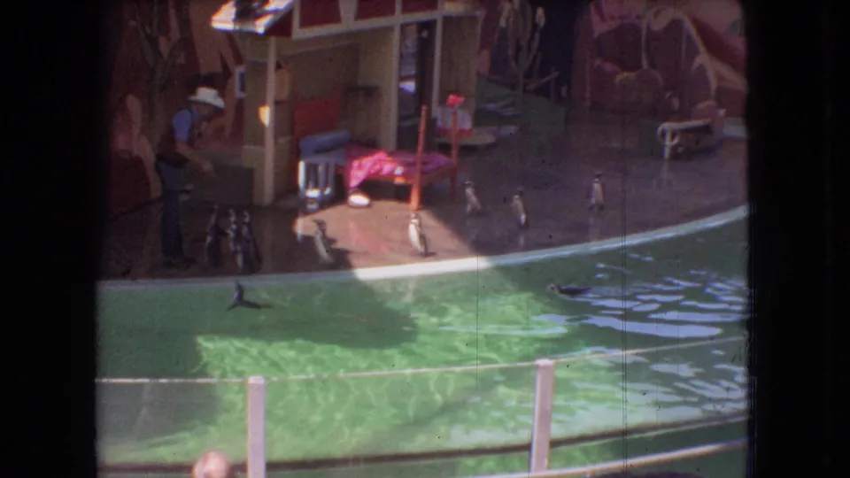 1966 Ohio zoo frame with penguins on the platform and in the green pool as the feeding scene continues in a staged enclosure.