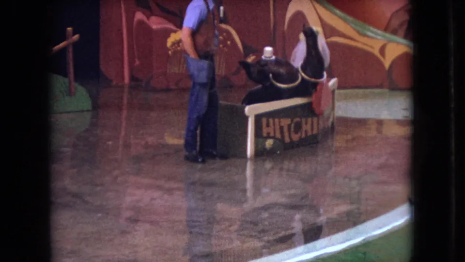 1966 Ohio 8mm frame showing a closer view of the male presenter standing near a small otter or seal-like animal and a penguin on a platform labeled HITCHHIKERS.