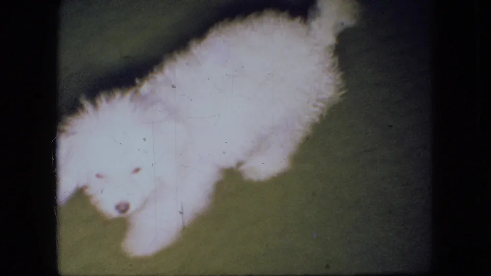 A fluffy white puppy lies or rolls on the green carpet and faces the camera in a warm, softly exposed 1966 Ohio home-movie frame.