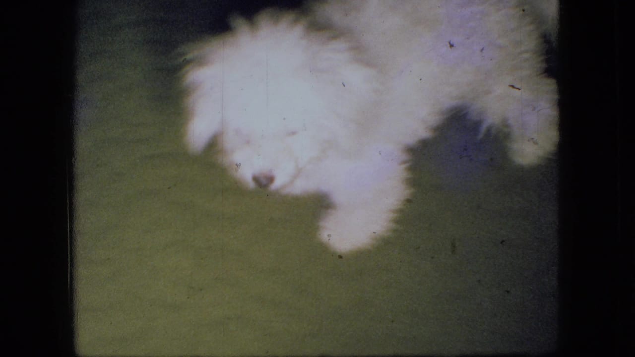 A fluffy white puppy appears low to the green carpet in 1966 Ohio home-movie footage, with soft focus, dark frame edges, and visible film specks.