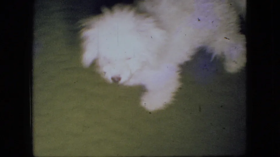 A fluffy white puppy appears low to the green carpet in 1966 Ohio home-movie footage, with soft focus, dark frame edges, and visible film specks.