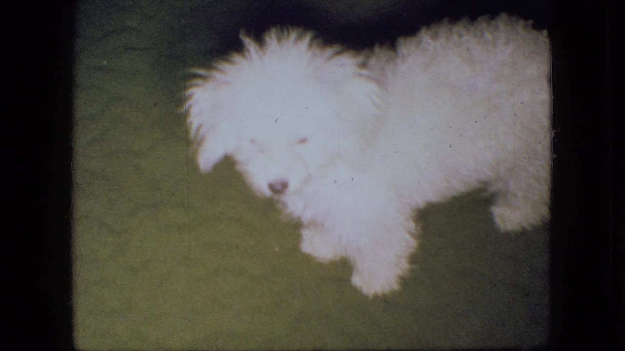 The white puppy stands on a green carpet and looks toward the camera in soft, grainy 8mm footage from the supplied 1966 Ohio home-movie metadata.