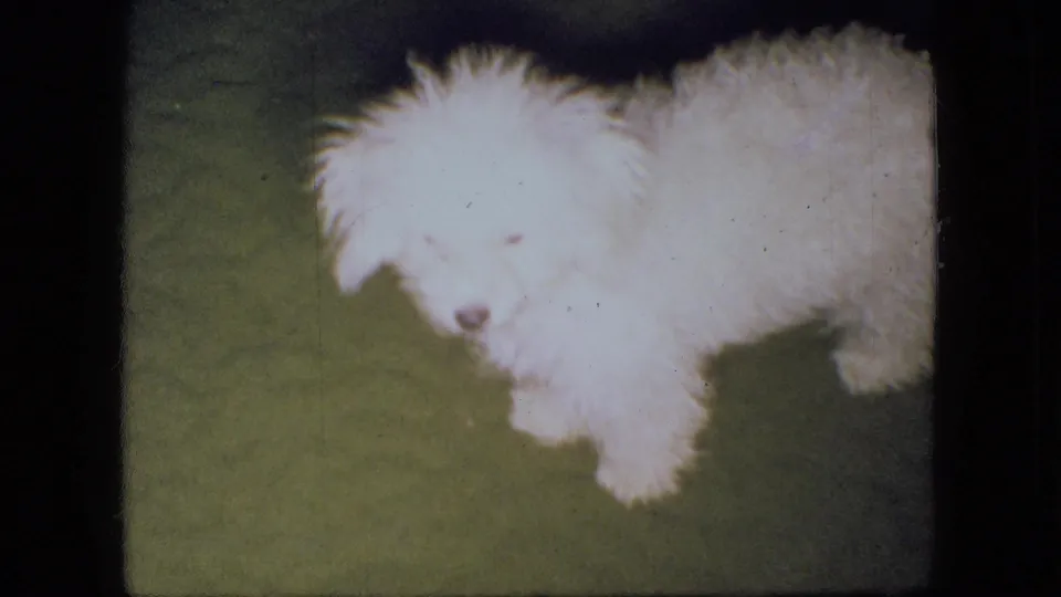The white puppy stands on a green carpet and looks toward the camera in soft, grainy 8mm footage from the supplied 1966 Ohio home-movie metadata.