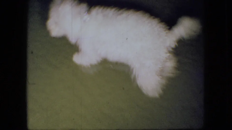 The puppy moves across the green carpet with its tail lifted, captured in a softly exposed 8mm home-movie frame with visible borders and grain.