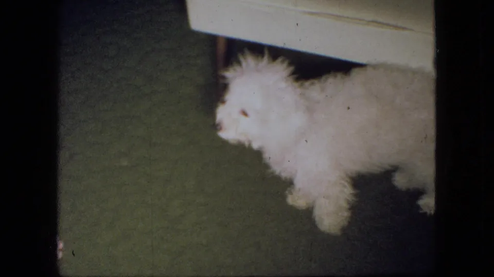 The white puppy pauses beside a light-colored furniture edge over green carpet, with the indoor setting and film texture visible in the 1966 Ohio home-movie frame.