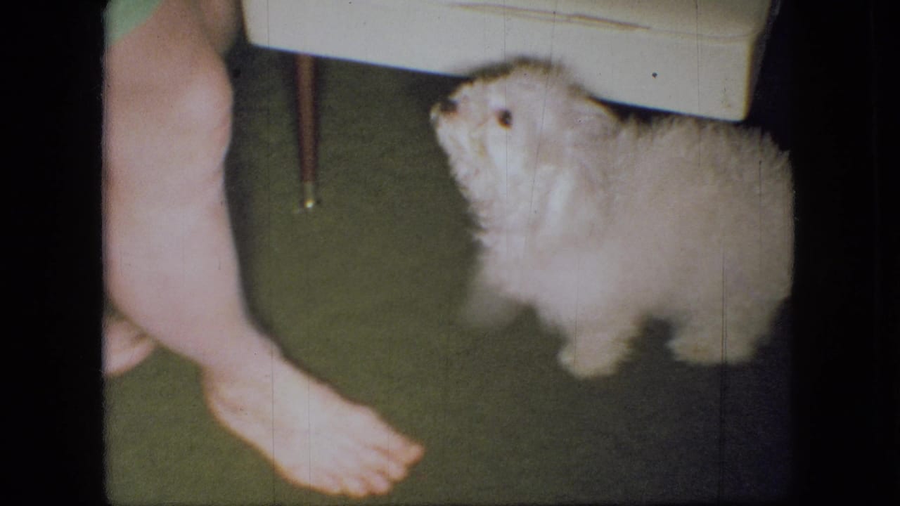 In supported 1966 Ohio home-movie footage, a small white poodle puppy stands on green living-room carpet beside a bare foot and white upholstered stool.