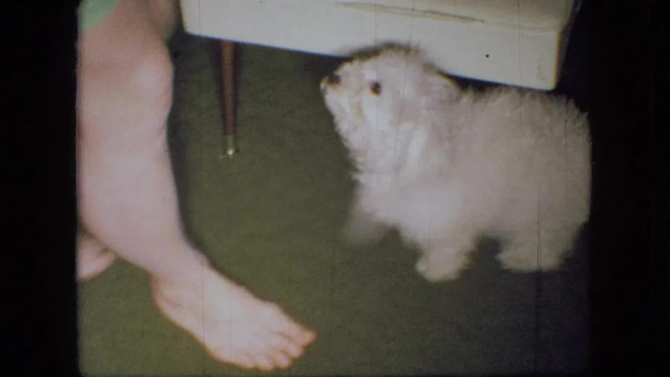 In supported 1966 Ohio home-movie footage, a small white poodle puppy stands on green living-room carpet beside a bare foot and white upholstered stool.