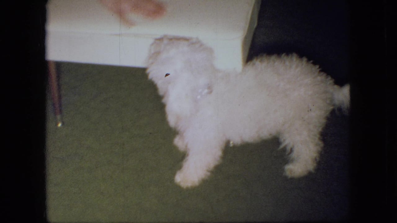 White poodle puppy stands beside a white stool on green carpet.