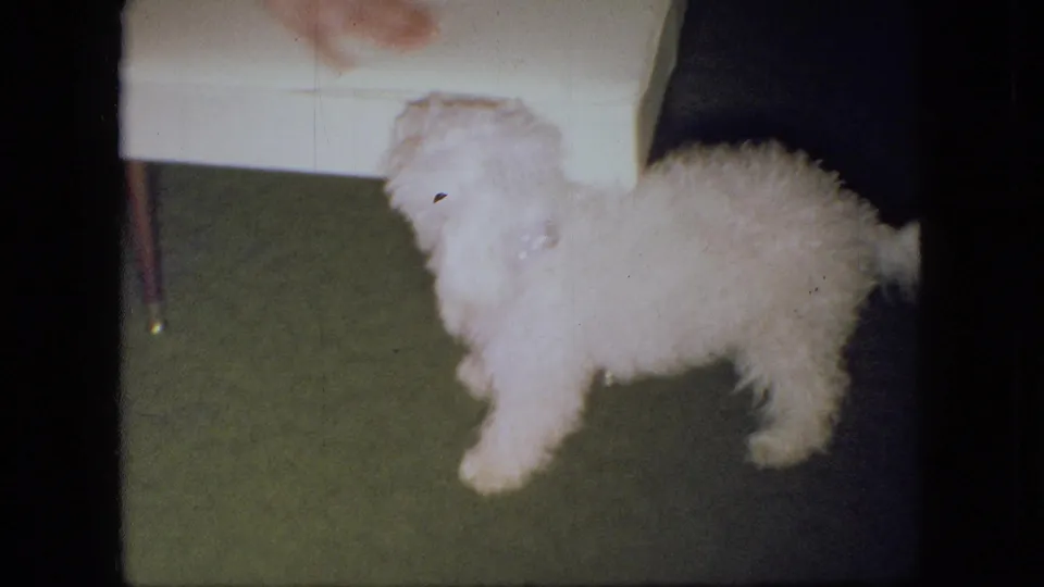 A fluffy white poodle puppy stands in profile beside a white upholstered stool on green carpet in the 1966 Ohio living-room footage.