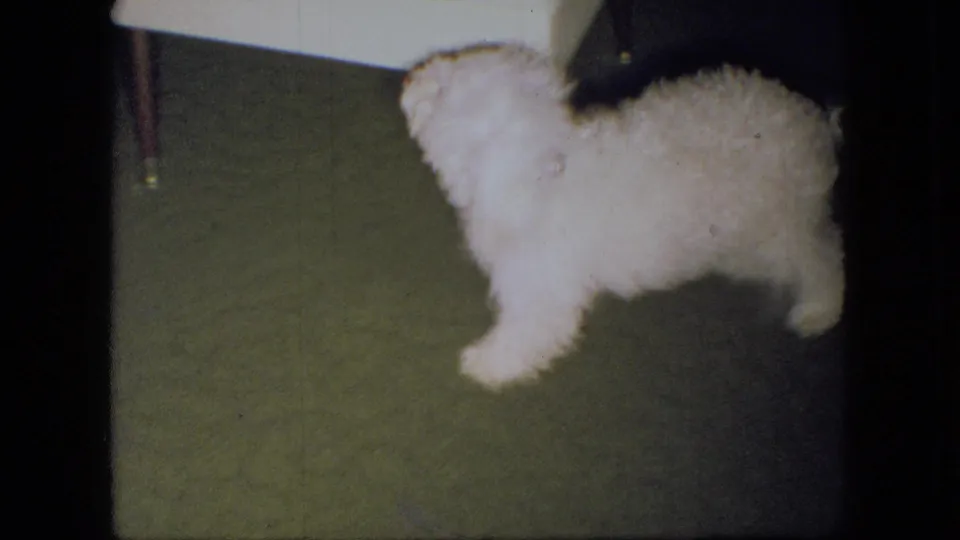 The small white poodle puppy turns on the green living-room rug near the white upholstered stool, with soft 8mm focus and indoor exposure.