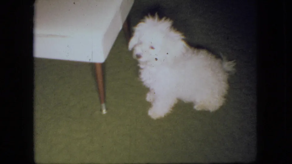 The white poodle puppy pauses beside the white upholstered stool on green carpet, facing toward the camera in a private Ohio living room.